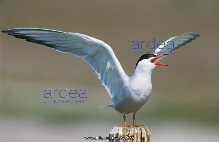  : Common Tern - screaming with open wings