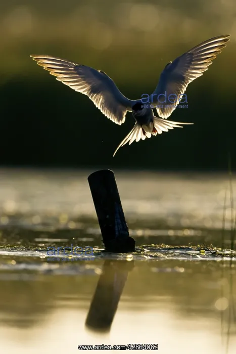 : Common Tern - Silhouette of bird with wings open : Common Tern - Silhouette of bird with wings open