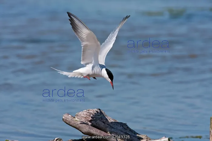 : Common Tern - Single adult in flight about to land on a log : Common Tern - Single adult in flight about to land on a log