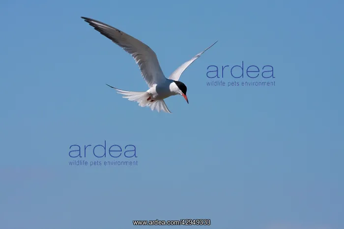 : Common Tern - Single adult hovering : Common Tern - Single adult hovering