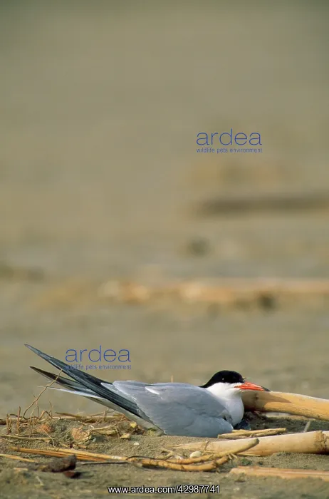 : Common Tern - sitting on the eggs at the sandy : Common Tern - sitting on the eggs at the sandy