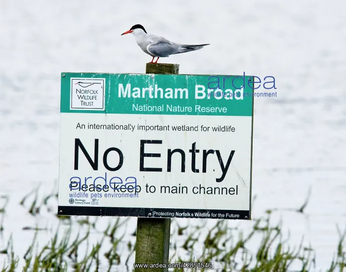 : Common Tern - sitting on Nature Reserve 'No Entry' sign : Common Tern - sitting on Nature Reserve 'No Entry' sign