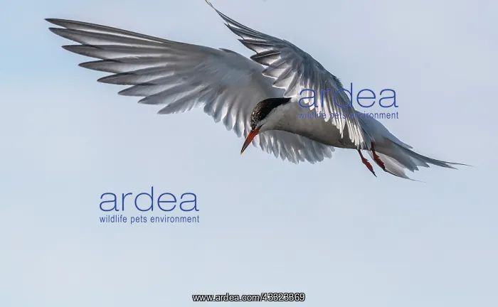 : Common tern, Sterna hirundo in flight during breeding : Common tern, Sterna hirundo in flight during breeding