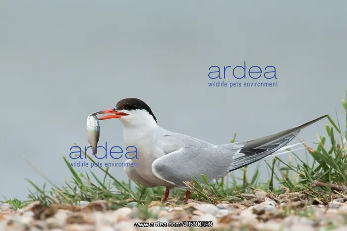 : Common Tern (Sterna hirundo) on the ground with : Common Tern (Sterna hirundo) on the ground with