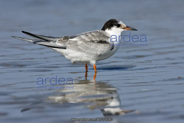 : Common Tern (Sterna hirundo) juvenile in shallo : Common Tern (Sterna hirundo) juvenile in shallo