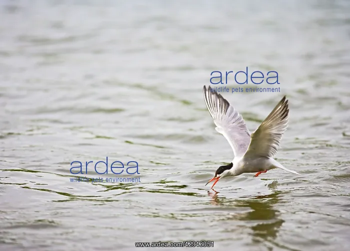 : Common tern takes fish : Common tern takes fish