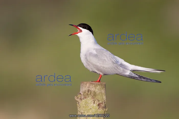 : Common Tern - side view of bird calling whilst : Common Tern - side view of bird calling whilst
