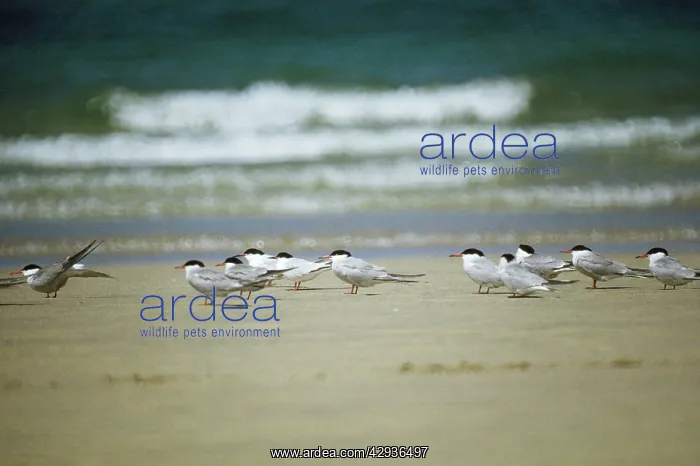  : Common Terns - with 2 Roseate Terns