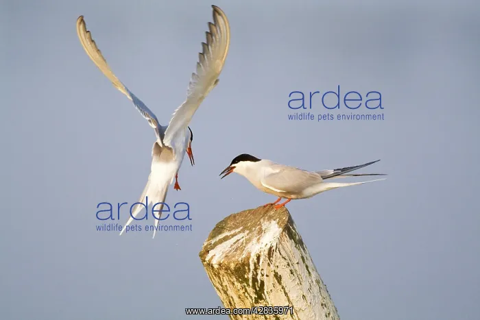 : Common Terns - courtship feeding : Common Terns - courtship feeding