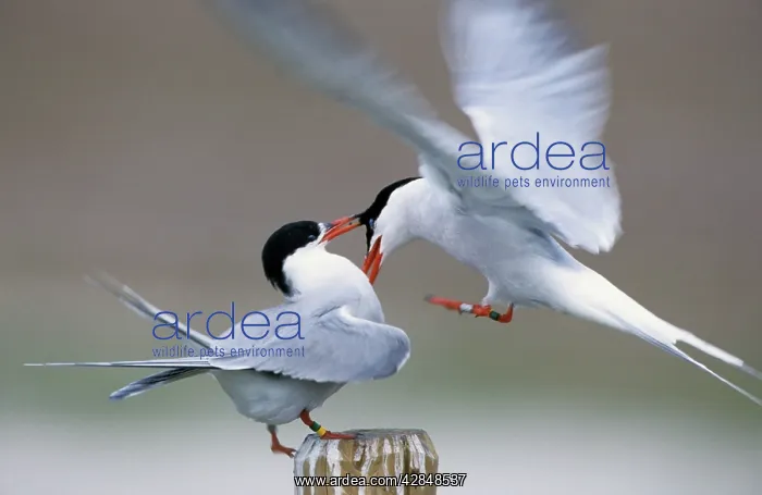: Common Terns - fighting : Common Terns - fighting