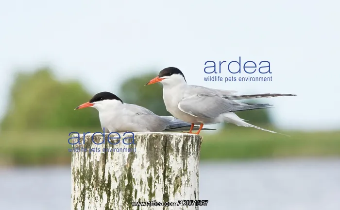 : Common Terns - pair sitting on post : Common Terns - pair sitting on post
