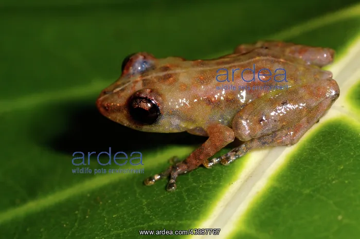 : Common tink frog : Common tink frog