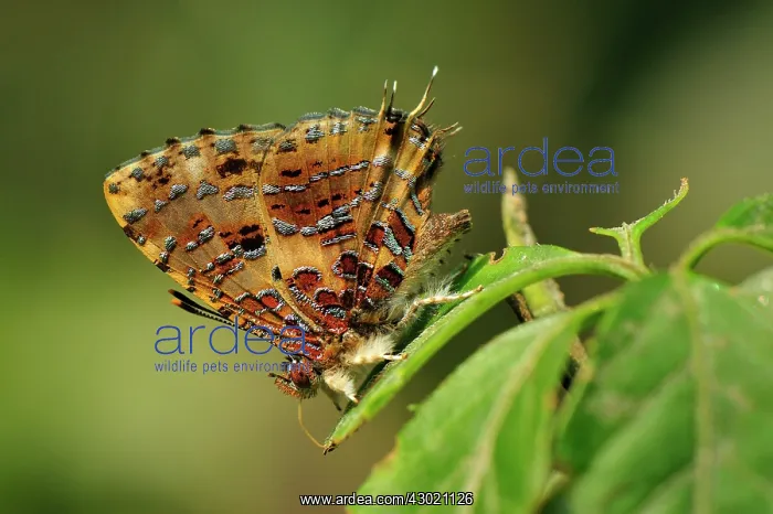 : Common Tinsel Butterfly : Common Tinsel Butterfly