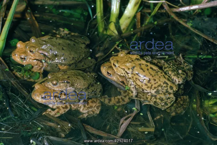  : Common Toad - 3 pairs mating in pond