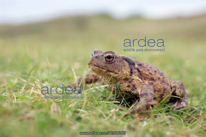 : Common Toad : Common Toad