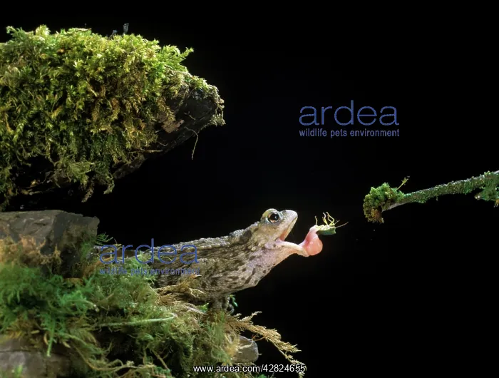 : Common Toad : Common Toad