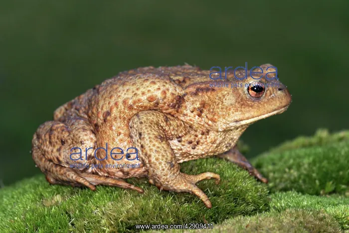  : Common Toad
