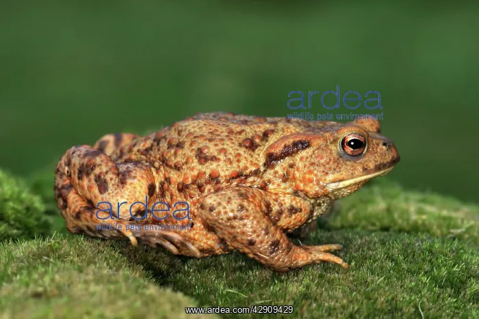  : Common Toad