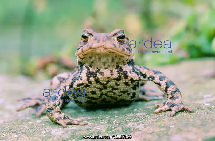 : COMMON TOAD : COMMON TOAD