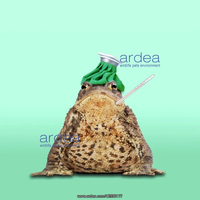: Common Toad : Common Toad