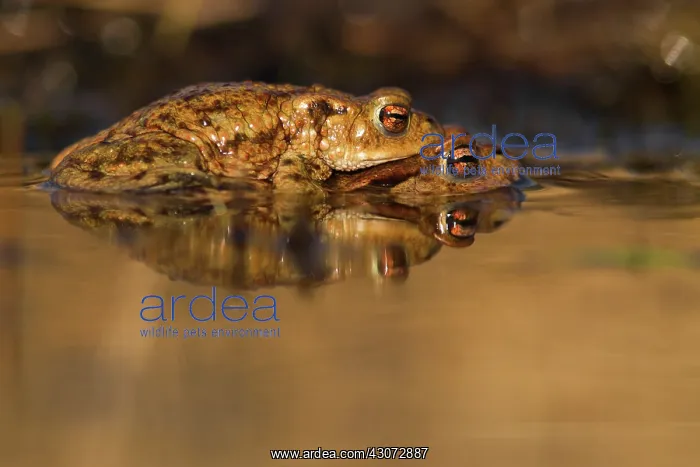 : Common Toad : Common Toad