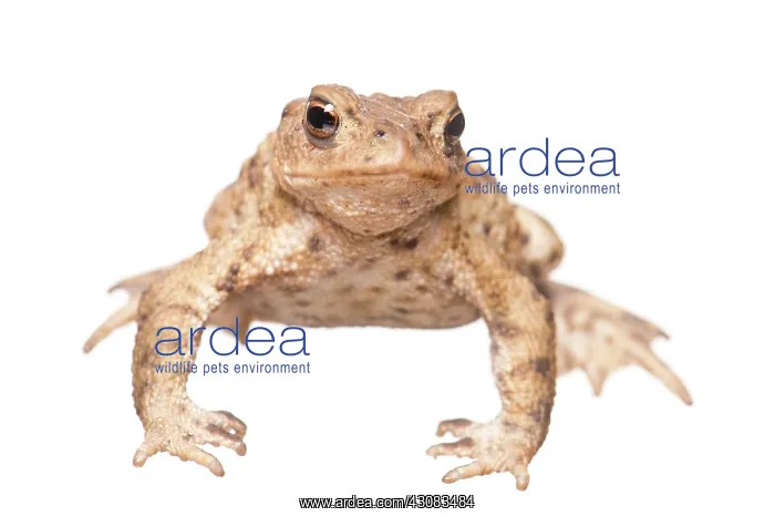 : Common Toad : Common Toad