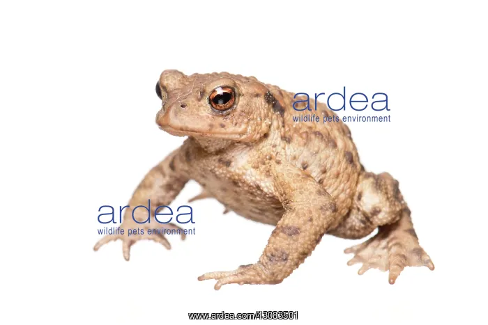 : Common Toad : Common Toad