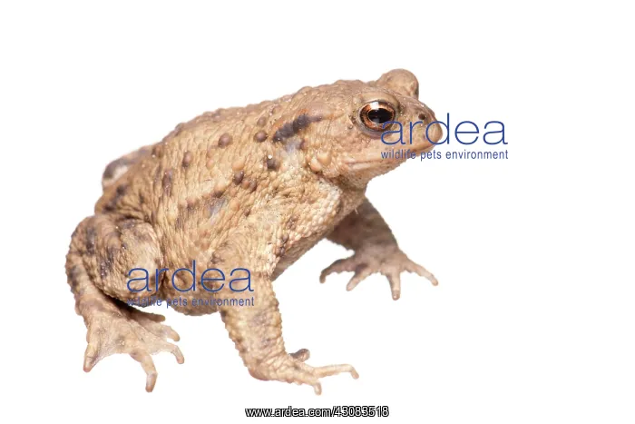 : Common Toad : Common Toad
