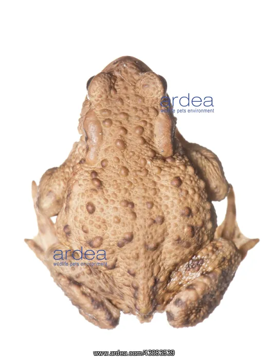: Common Toad : Common Toad