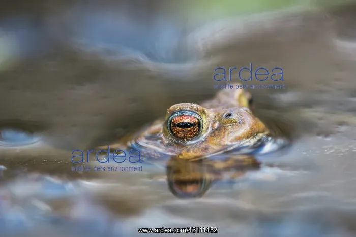 : Common Toad : Common Toad