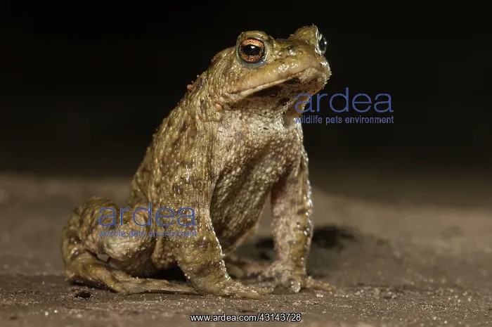 : Common Toad : Common Toad