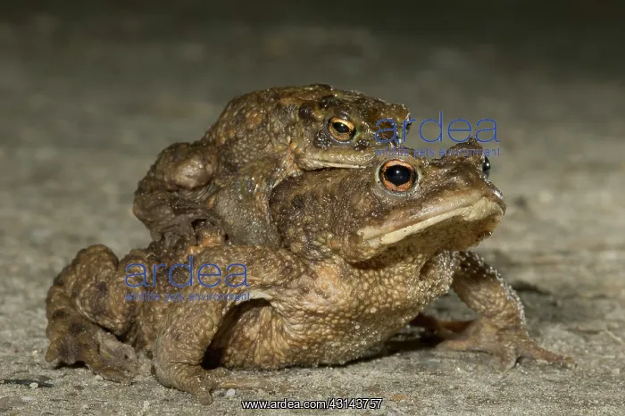 : Common Toad : Common Toad