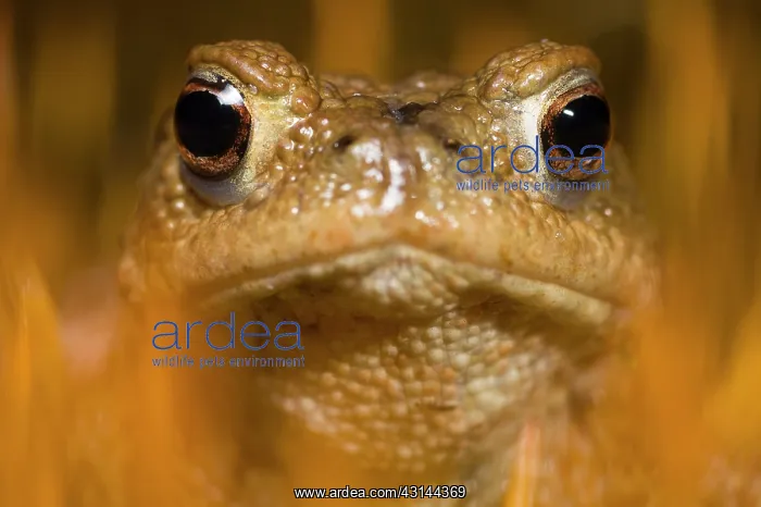 : Common Toad : Common Toad
