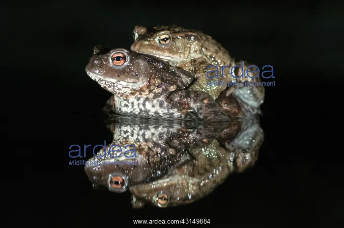 : Common Toad : Common Toad