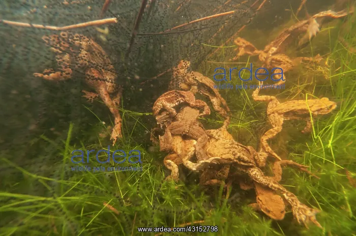 : Common Toad : Common Toad