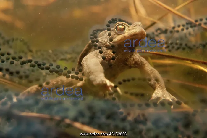 : Common Toad : Common Toad