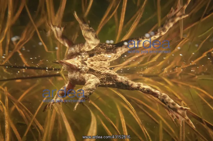 : Common Toad : Common Toad