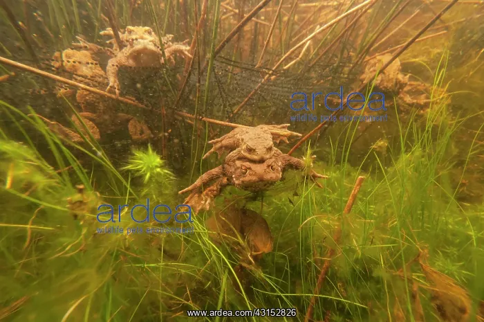: Common Toad : Common Toad