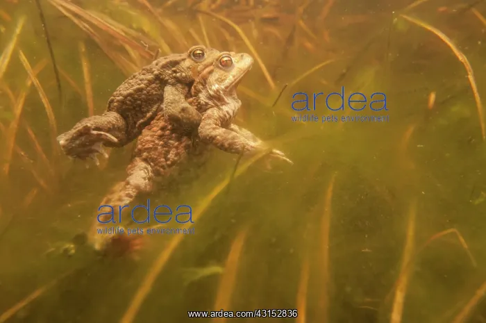 : Common Toad : Common Toad