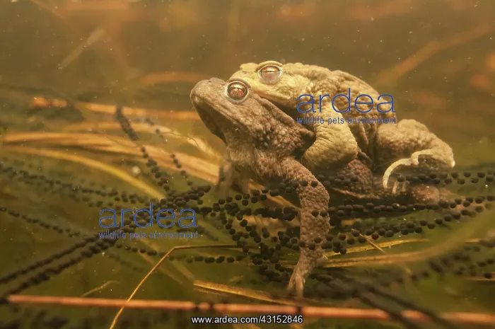 : Common Toad : Common Toad