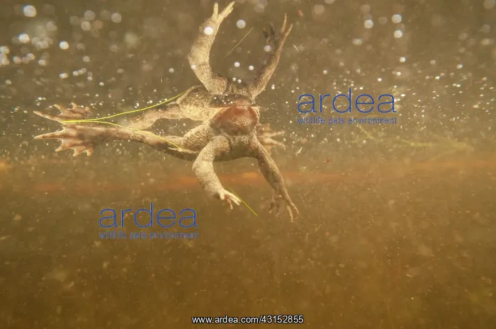 : Common Toad : Common Toad