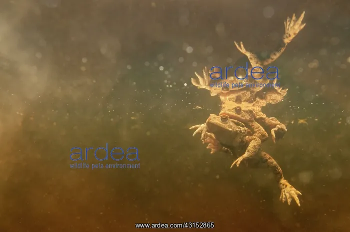 : Common Toad : Common Toad