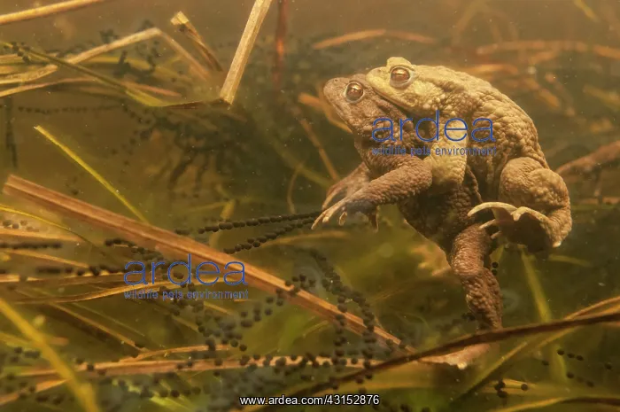 : Common Toad : Common Toad