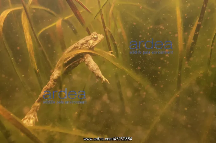 : Common Toad : Common Toad