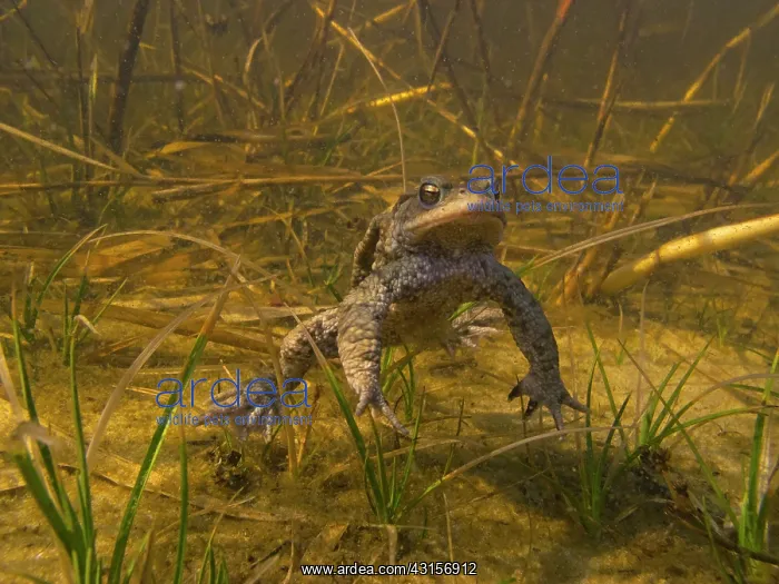 : Common Toad : Common Toad