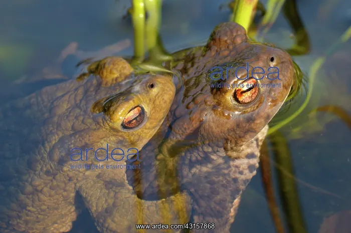 : Common Toad : Common Toad