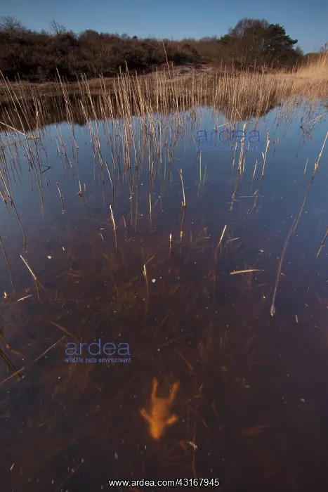 : Common Toad : Common Toad