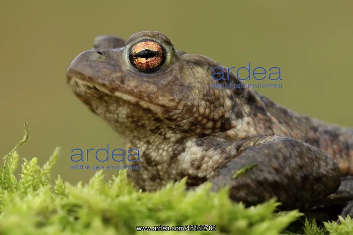 : Common Toad : Common Toad
