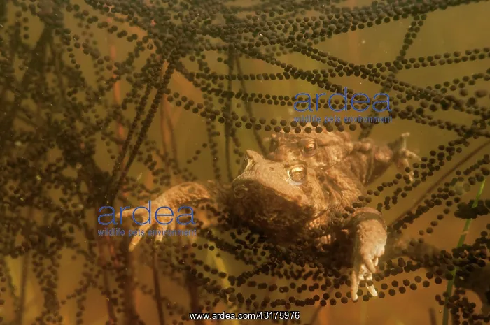 : Common Toad : Common Toad