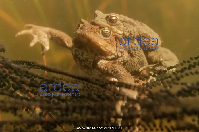 : Common Toad : Common Toad